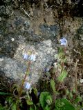 Borago pygmaea